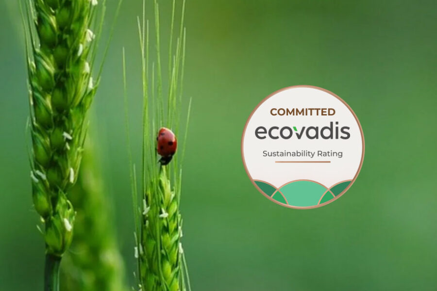 Kaulquappe erhält auch in 2025 die Ecovadis Nachhaltigkeits-Zertifizierung
