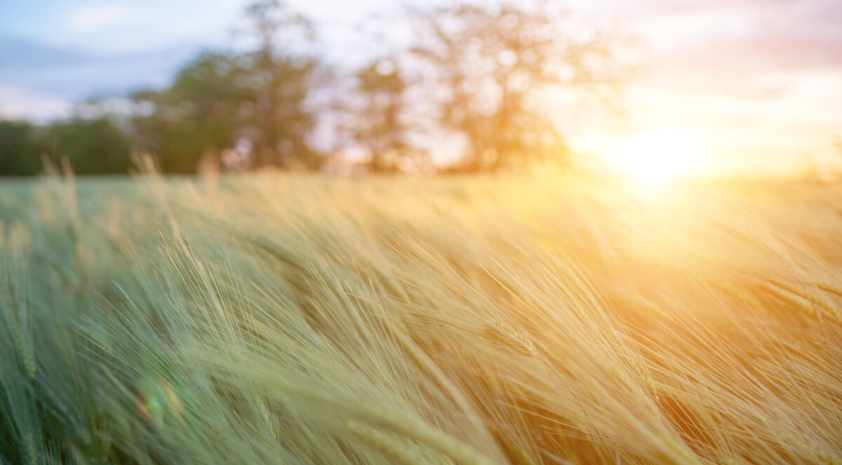 KI? Sharepoint? Cloud? Jetzt kostenlose IT Refresh Beratung buchen!