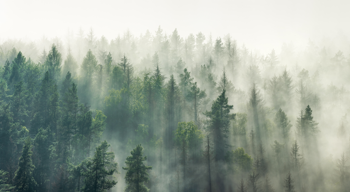 Cloud oder No-Cloud Strategie: jetzt den Nebel lichten!