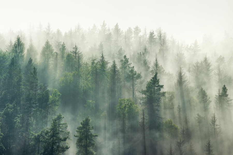 Cloud oder No-Cloud Strategie: jetzt den Nebel lichten!